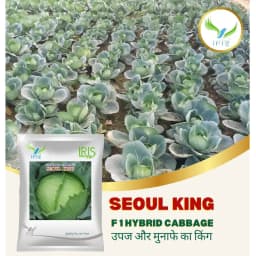 Iris Seoul King F1 Hybrid Cabbage Seeds, High Round, Compact Head And Black Rot Tolerant 2