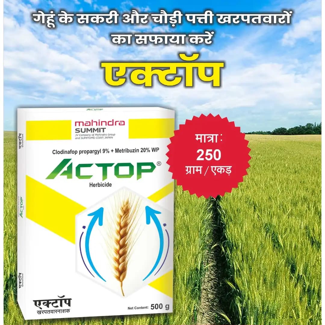 Mahindra Actop Clodinafop Propargyl 9% + Metribuzin 20% WP Herbicide, Effective Weed Control In Wheat - Image 2