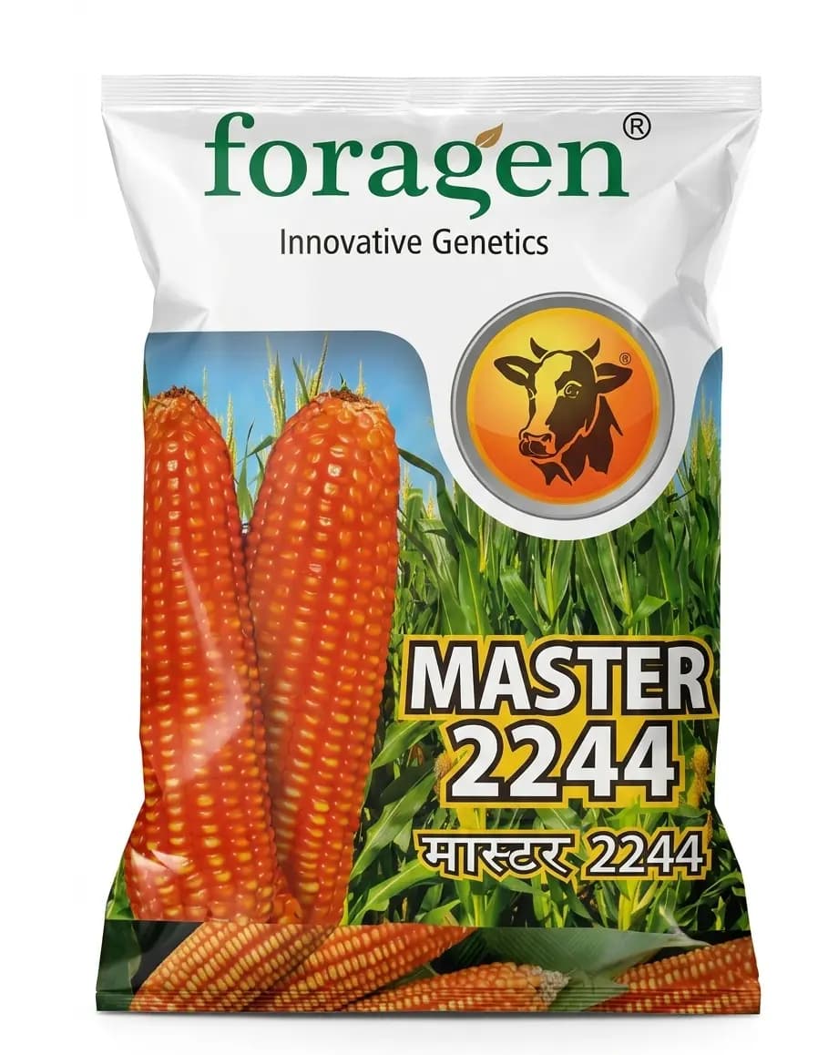 Foragen Master 2244 Hybrid Maize Seeds - Image 1