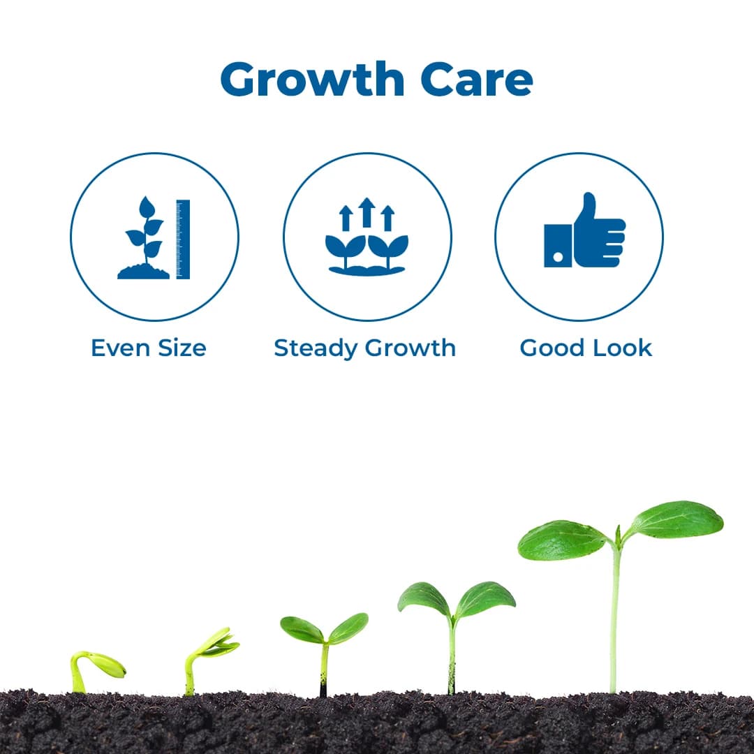 आनंद एग्रो टमाटर विशेष, टमाटर के आकार को समान, आकर्षक आकार और चमक बढ़ाने में मदद करता है। - Image 3