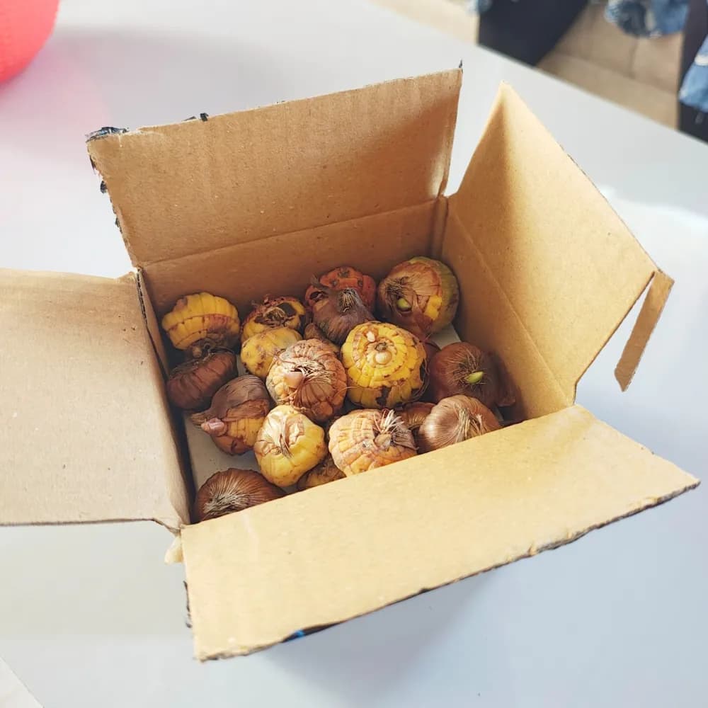 VR Gladiolus Flower Bulbs, Mixed Colours, Sword Lily, Suitable For Gardens, Pots And Cut Flower (20 Bulbs) - Image 6