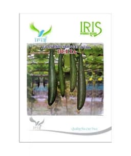 Iris Hybrid Vegetable Seeds F1 Hybrid Delta Sponge Gourd , Ghiya Ke Beej, Good Germination. 3