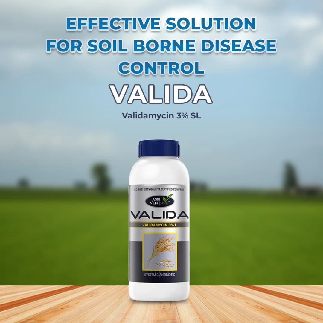 Agriventure Valida (Validamycin 3% Sl) Fungicide, Control The Sheath Blight Disease Of Rice Very Effectively - Image 2