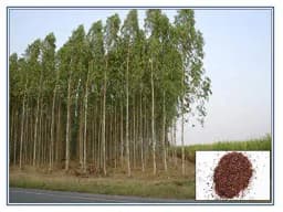 RK Seeds - Eucalyptus camaldulensis -Eucalyptus Seeds -Eucalyptus Camaldulensis, River Red Gum, Murray Red Gum, Red Gum, Eucalyptus Tree Seed 1
