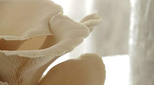 SporeKart Oyster Mushroom Growing Kit - Image 1