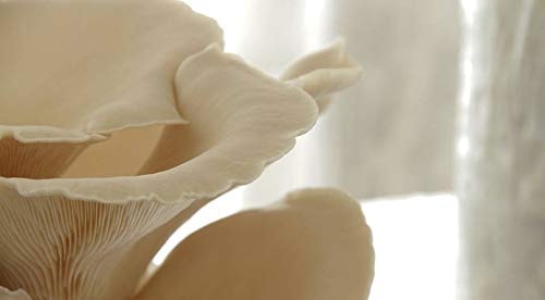 SporeKart Oyster Mushroom Growing Kit