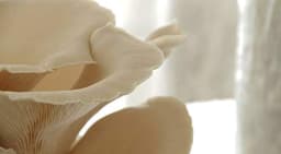 Shriyap Grow Oyster Mushroom Kit. One of the most versatile mushrooms. They are easy to cultivate and common all over the world. 2