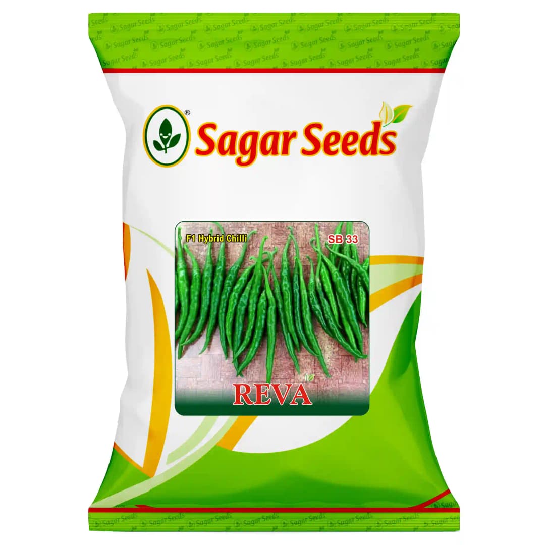 Sagar Reva F1 Hybrid Chilli Seeds, High Pungency, Dual Purpose, Early Maturity