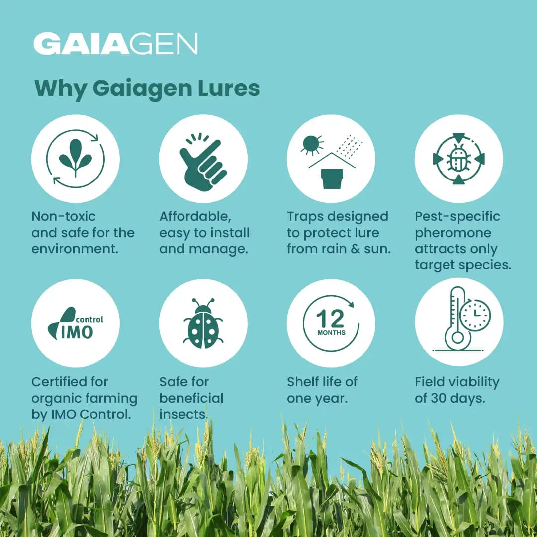 गाइएजेन फॉल कपास का कीड़ा फेरोमोन ल्योर (स्पोडोप्टेरा फ्रुगीपेरडा) और कीट फनल जाल, आईएमओ प्रमाणित - Image 8