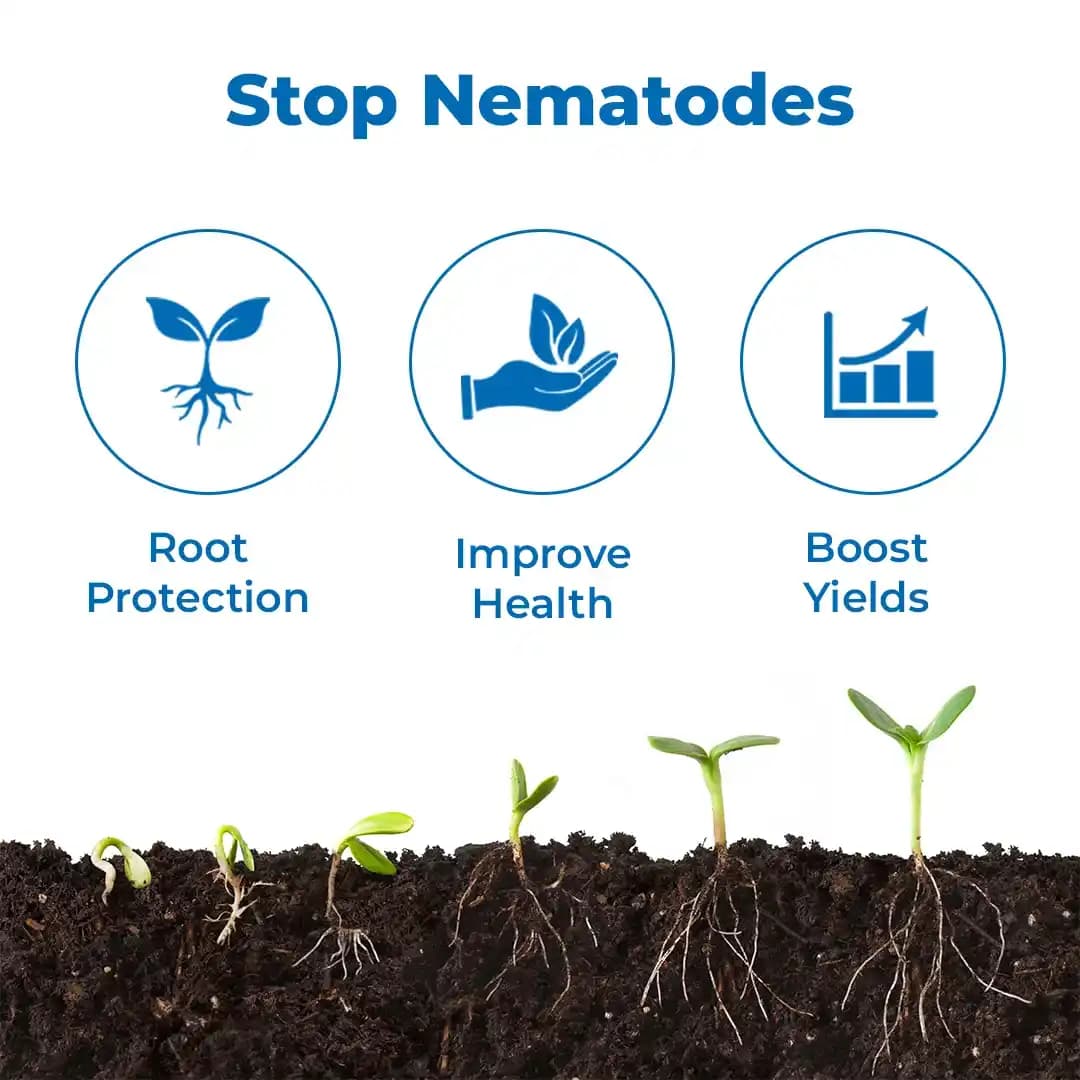 Velum Prime - Fluopyrum 34.48% SC, Effective and Long Duration Control of Root-Knot Nematodes (Meloidogyne Incognita) - Image 3