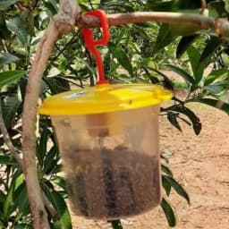 Barrix Catch Fruit Fly Trap Set , Pheromones Trap and Lure, Can Be Used For Fruit And Commercial Crops, Bactrocera dorsalis. 8