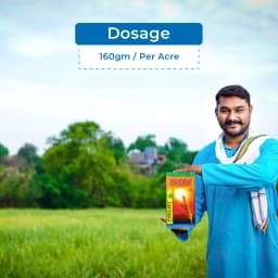 Parijat Rubah Clodinafop Propargyl 15% WP, Post Emergent Herbicide, Best For Wheat Crop. 5