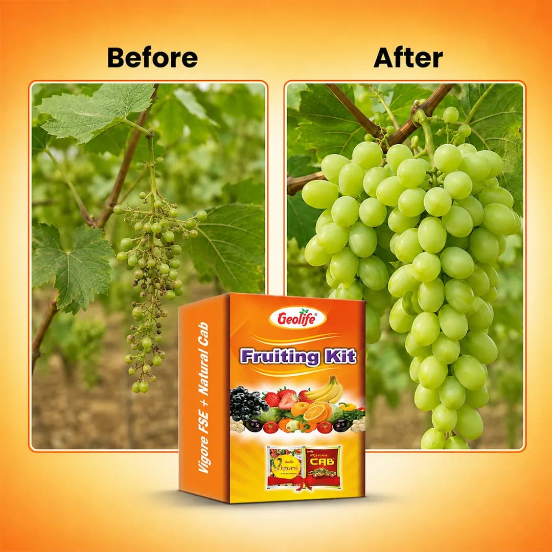 ಜಿಯೋಲೈಫ್ ಫ್ರೂಟಿಂಗ್ ಕಿಟ್ 60GM (ವಿಗೋರ್ ಫ್ರೂಟ್ ಸೈಜ್ ಎನ್ಹ್ಯಾನ್ಸರ್ 10 Gm + ನ್ಯಾಚುರಲ್ ಕ್ಯಾಬ್ 50 Gm) - Image 3