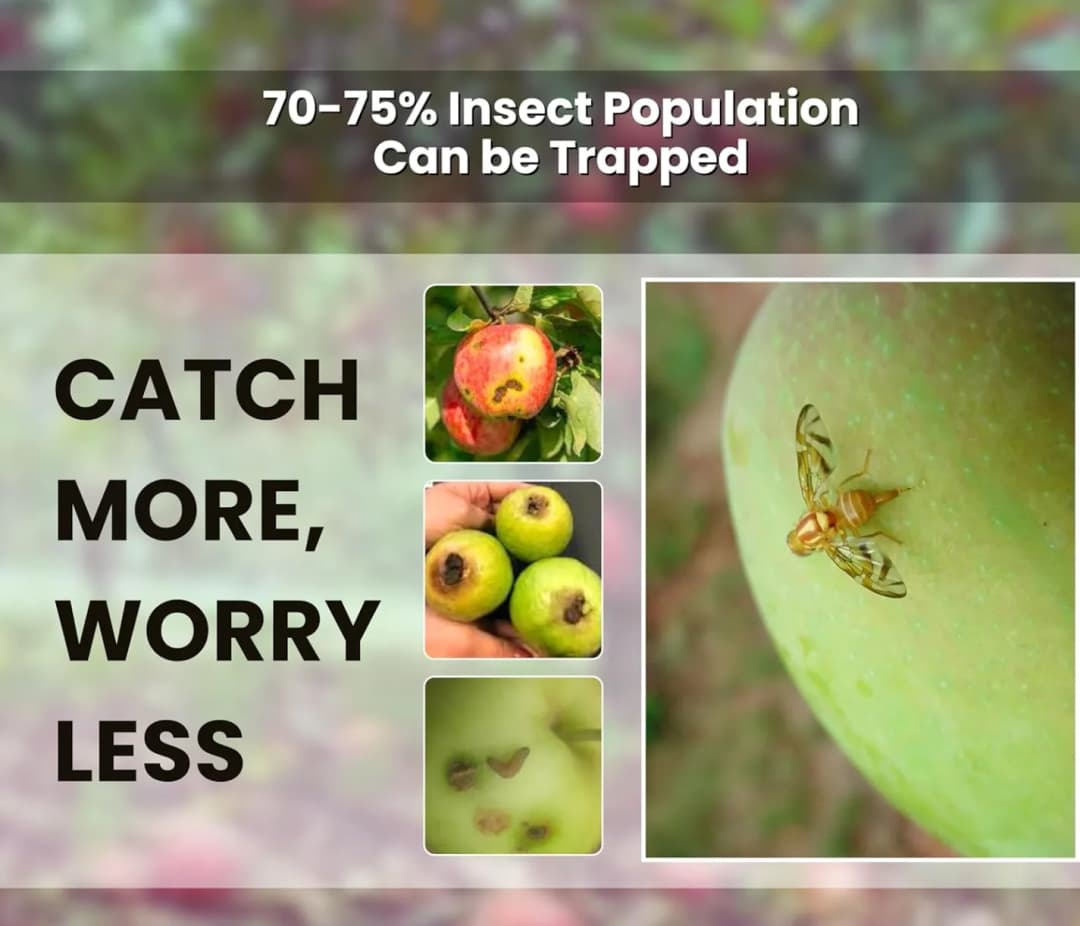 चिपकू - फ्रूट फ्लाई ल्यूर (बैक्ट्रोसेरा डोर्सालिस) के साथ फेरोमोन इकोमैक्स ट्रैप केवल लक्षित कीटों को आकर्षित करता है, फलों और सब्जियों की फसलों के लि - Image 4