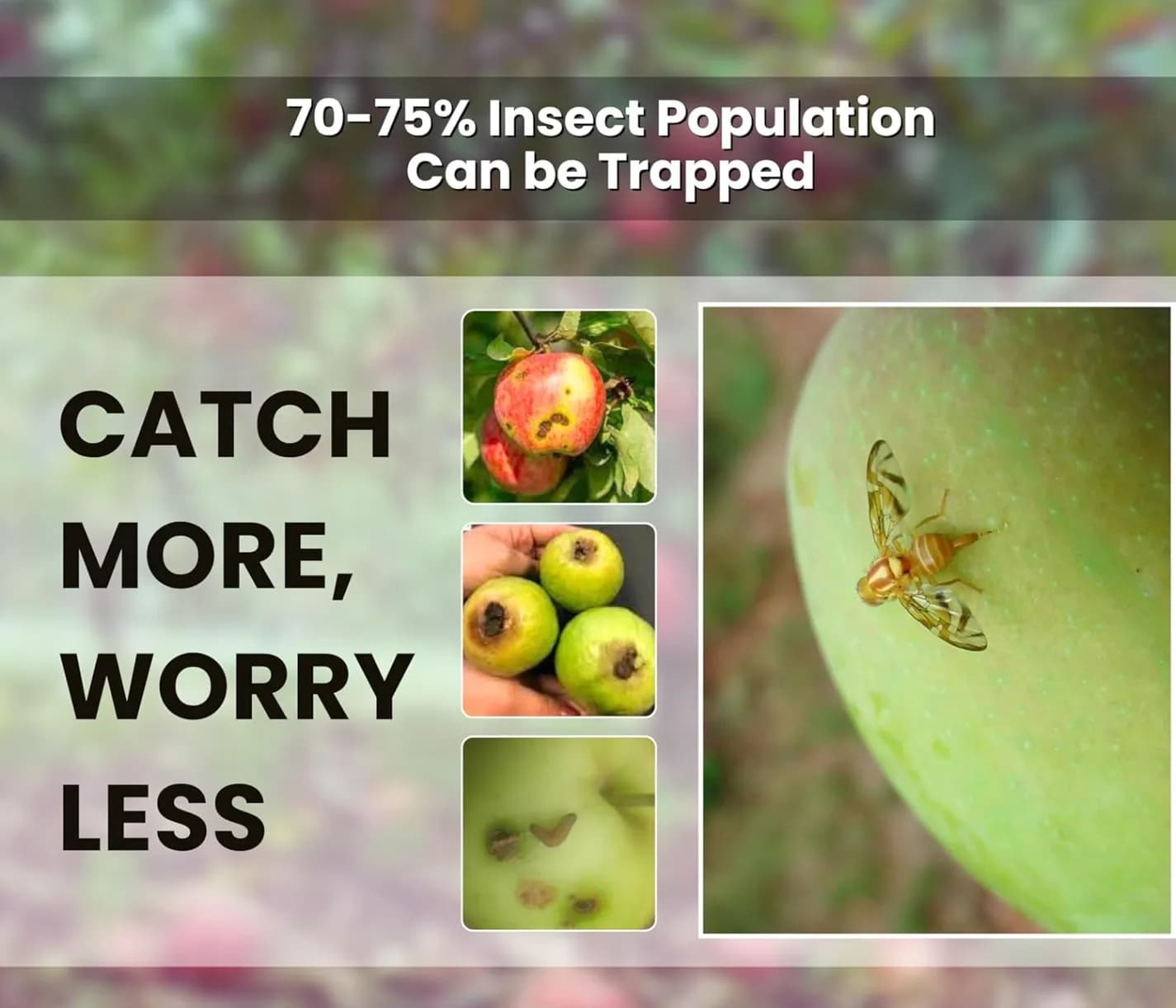 Chipku Pheromone Ecomax Trap With Fruit Fly Lure (Bactrocera Dorsalis), Attracts Targeted Pest Only, For Fruit and Vegetables Crops - Image 4