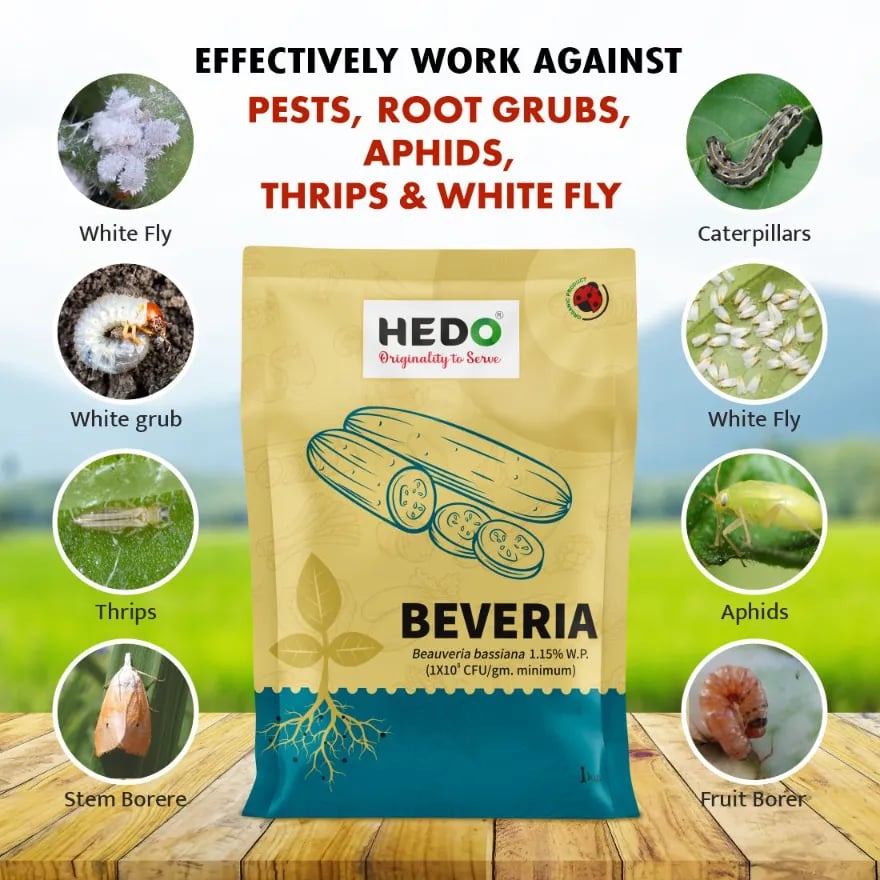 ಹೆಡೋ ಬೆವೇರಿಯಾ (ಬ್ಯೂವೇರಿಯಾ ಬಾಸಿಯಾನಾ 1.15% WP) ಪೌಡರ್ ಜೈವಿಕ ಕೀಟನಾಶಕ ತರಕಾರಿ, ಹಣ್ಣು ಮತ್ತು ಎಲ್ಲಾ ಬೆಳೆಗಳಿಗೆ, ವಿಶಾಲ ವ್ಯಾಪ್ತಿ ನಿಯಂತ್ರಣ