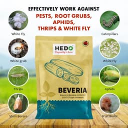 HEDO Beveria (Beauveria Bassiana 1.15% WP) Powder Bio Pesticide For Vegetables, Fruits & All Crops, Broad Spectrum Control 2