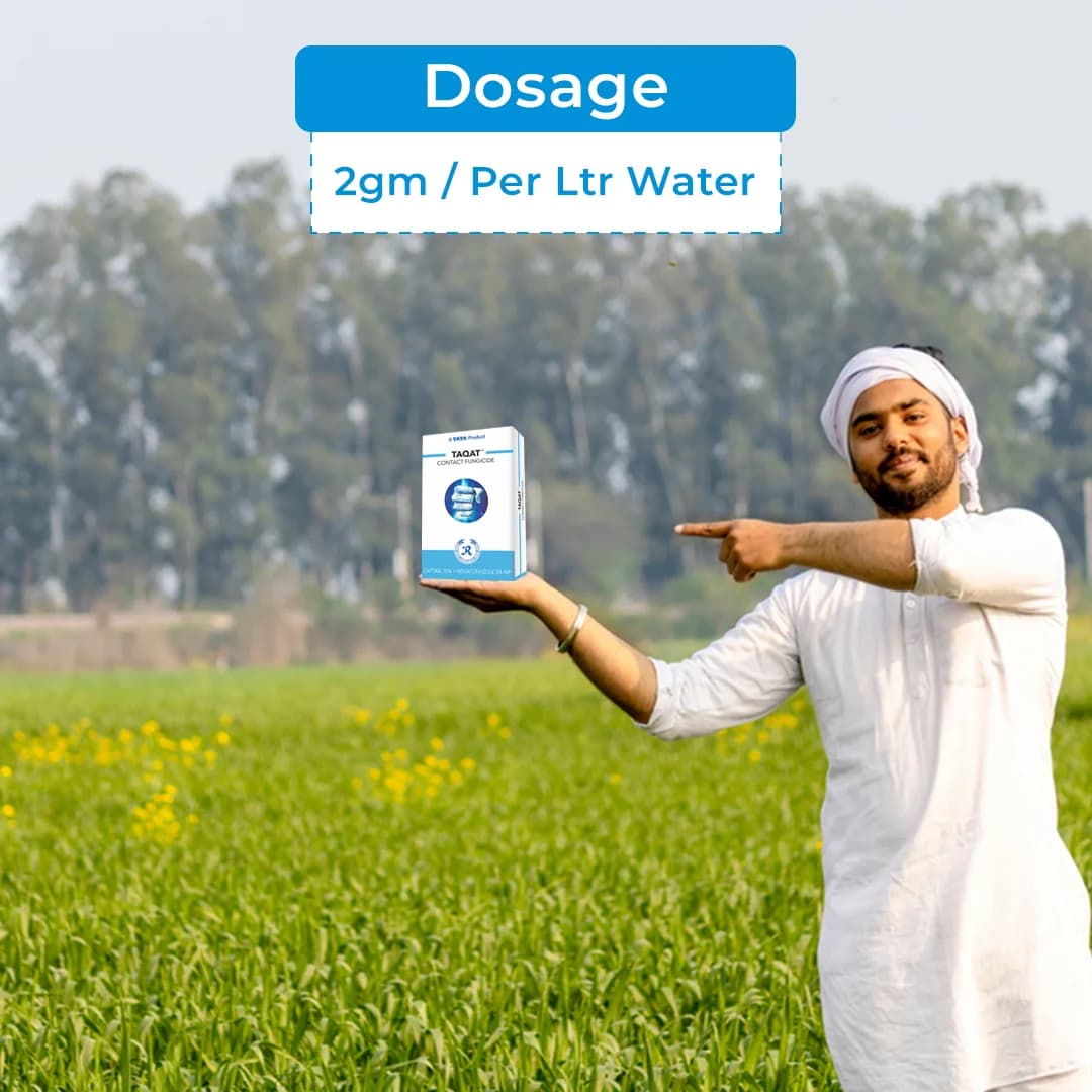 टाटा रेलिस ताकत कैप्टन 70% + हेक्साकोनाजोल 5% डब्ल्यूपी, संपर्क और चयनात्मक क्रिया के अद्वितीय संयोजन वाला फफूंदी नाशक। - Image 5