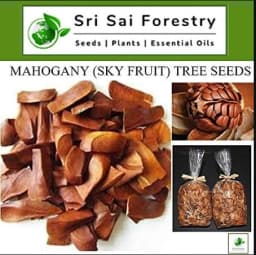 Sri Sai Forestry African Mahogany Tree Seeds, Swetania Mahogani Plant Seed 2