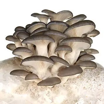 SporeKart Elm Oyster Mushroom Liquid Culture (10ml), 100% Clean, Active Mycelium Liquid Spawn.