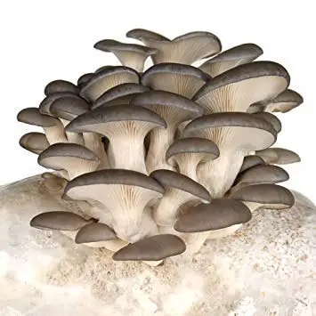 SporeKart Elm Oyster Mushroom Liquid Culture (10ml), 100% Clean, Active Mycelium Liquid Spawn.