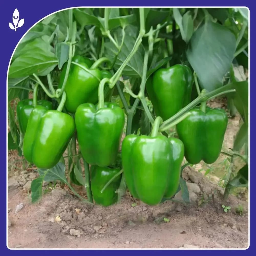 Sagar Akash F1 Hybrid Capsicum Seeds, High Yield, Hard Skin, Long Shelf Life, Early Maturity - Image 3