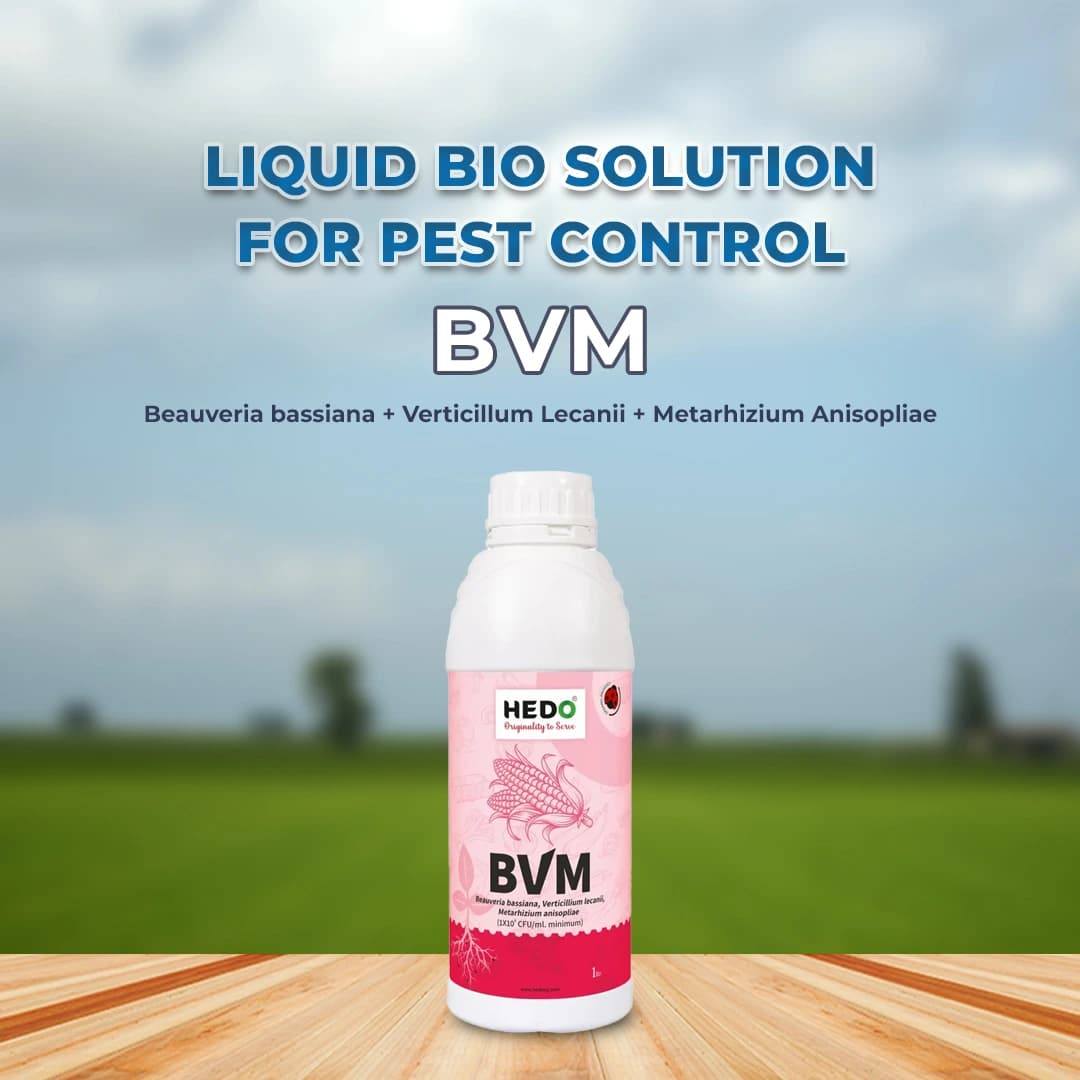 HEDO BVM (Beauveria bassiana + Verticillum Lecanii + Metarhizium Anisopliae) Liquid Bio Pesticide, Targets Many Pests, Including Aphids, Thrips, Etc - Image 2