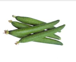Jivit F1 Hybrid Sponge Gourd Sharvi Seeds, Vigorous Growing Vines, Dark Green in Color 1