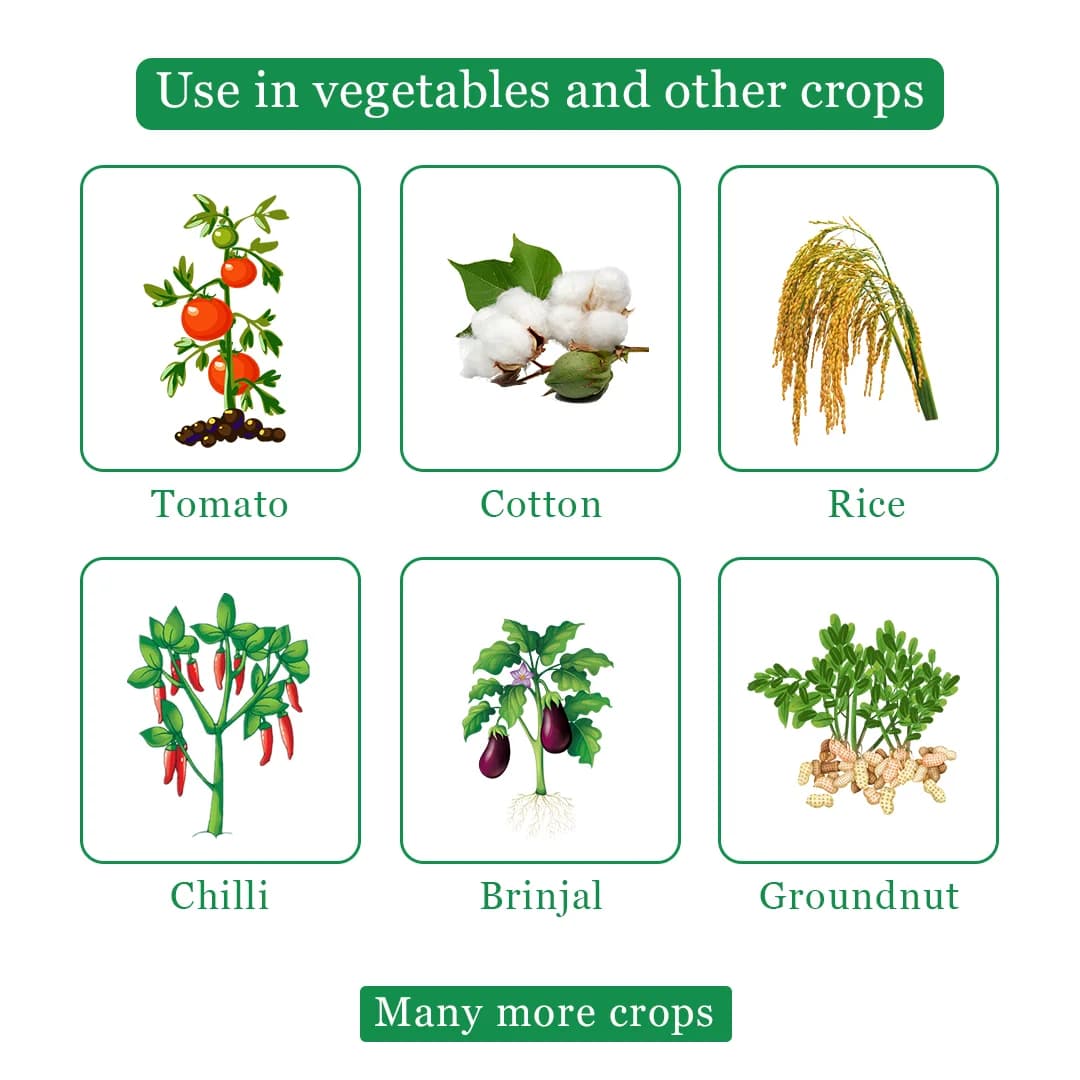 लामोर प्रो -धान में तना छेदक, पत्ती मोड़क, बैंगन में छेदक, थ्रिप्स आदि कीटों का प्रभावी नियंत्रण। - Image 4