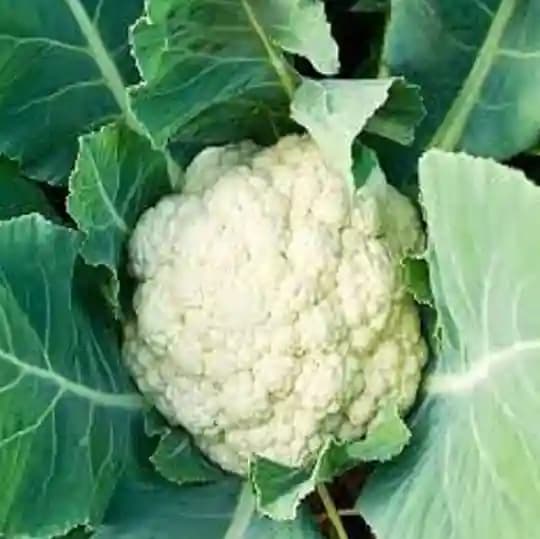 Jivit JS 2 F1 Hybrid Cauliflower Seeds, Very Early Variety and High Tolerance to Heat.