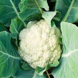 Jivit JS 2 F1 Hybrid Cauliflower Seeds, Very Early Variety and High Tolerance to Heat. 1