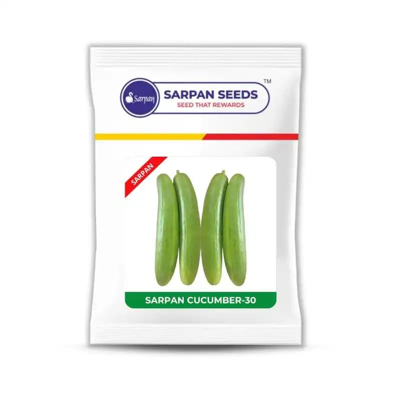 Sarpan F1 Hybrid Cucumber Seeds SCU-30, Uniform, Cylindrical Fruits, Light Green Colour. - Image 2