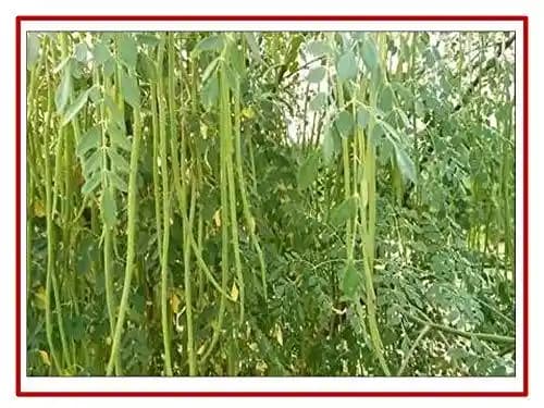 RK Seeds Drum Stick Tree Seed , Moringa seeds , Moringa Oleifera Seeds ,Moringa - Drum Stick, PKM-1, PKM-2,& ODC varieties seeds plantation seeds - Image 1