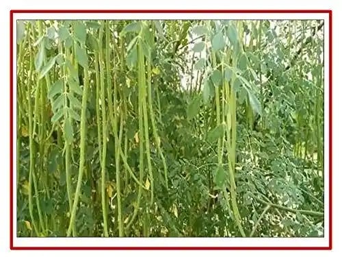 RK Seeds Drum Stick Tree Seed , Moringa seeds , Moringa Oleifera Seeds ,Moringa - Drum Stick, PKM-1, PKM-2,& ODC varieties seeds plantation seeds