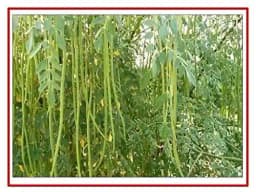 RK Seeds Drum Stick Tree Seed , Moringa seeds , Moringa Oleifera Seeds ,Moringa - Drum Stick, PKM-1, PKM-2,& ODC varieties seeds plantation seeds 1