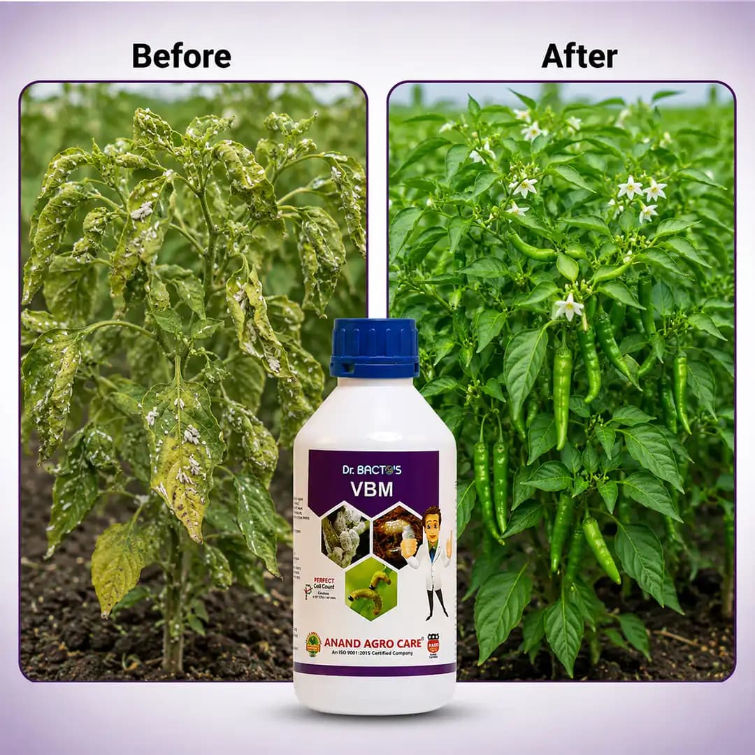 Dr. Bacto\'s VBM உயிர் பூச்சிக்கொல்லி - வெர்டிசிலியம் லெகானி + பியூவேரியா பாசியானா + மெட்டாரைசியம் அனிசோப்லியே - Image 6