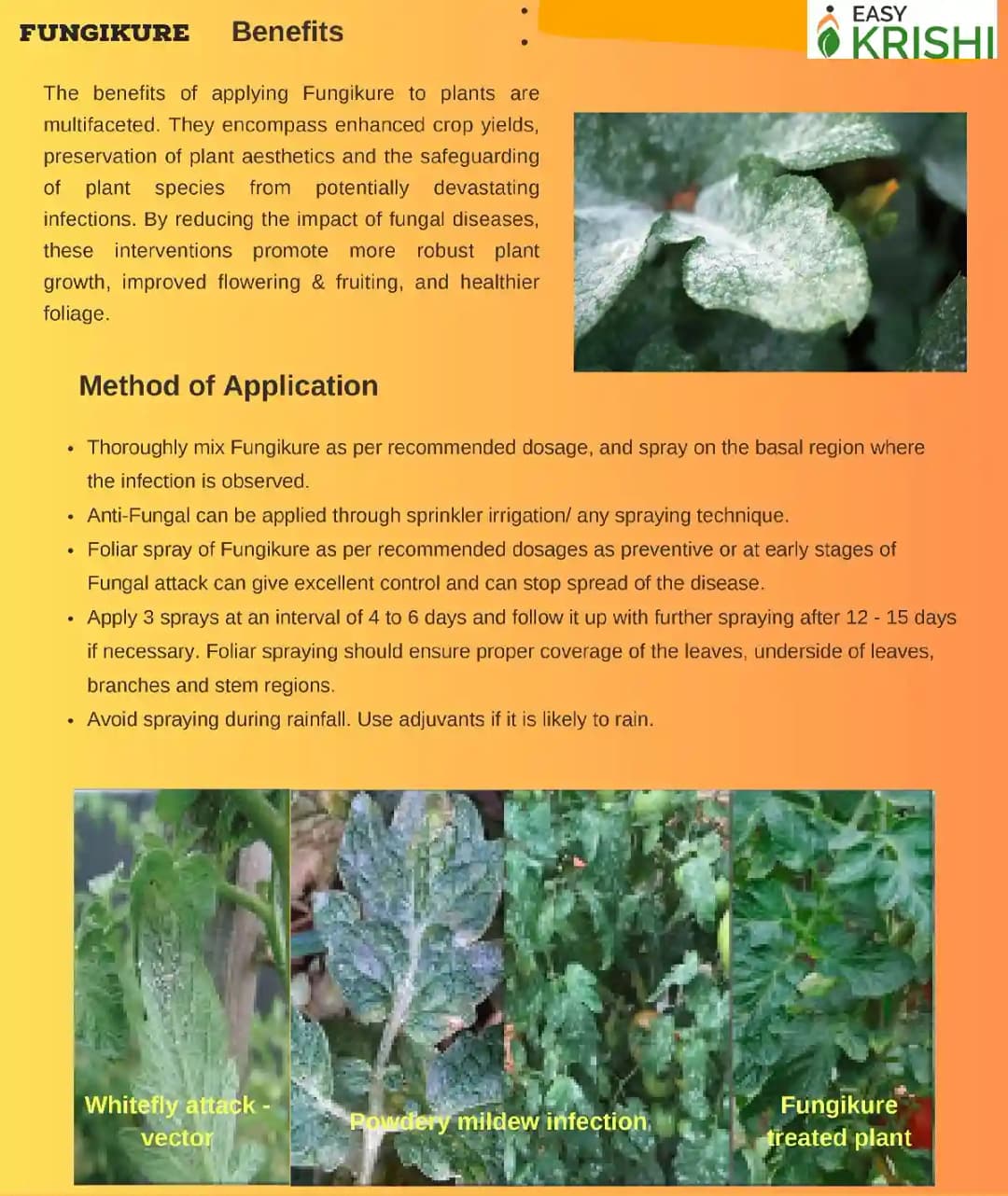 Easykrishi Fungikure Fungicide For Controlling Fungal Infection, Protecting Plants And Crops From Fungal Diseases. - Image 3