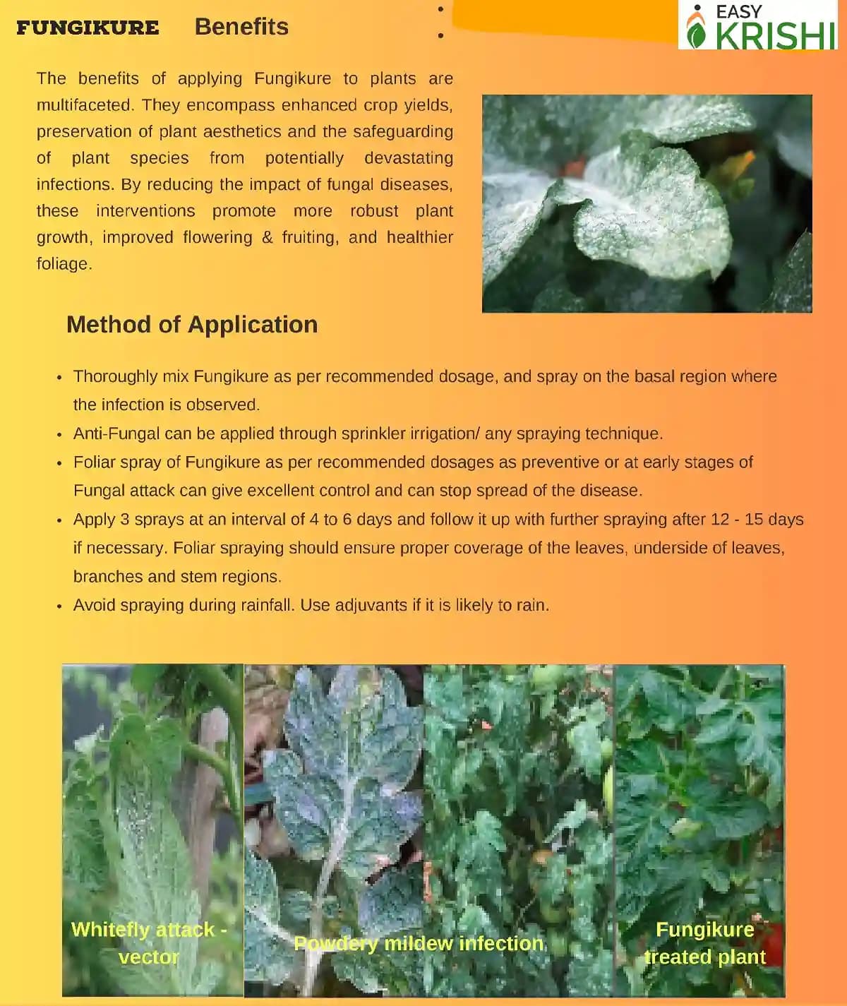 Easykrishi Fungikure Fungicide For Controlling Fungal Infection, Protecting Plants And Crops From Fungal Diseases. - Image 3