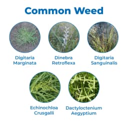 Dhanuka Targa Super Quizalofop Ethyl 5% EC Herbicide, Selective Systemic For Broadleaf Crops 3