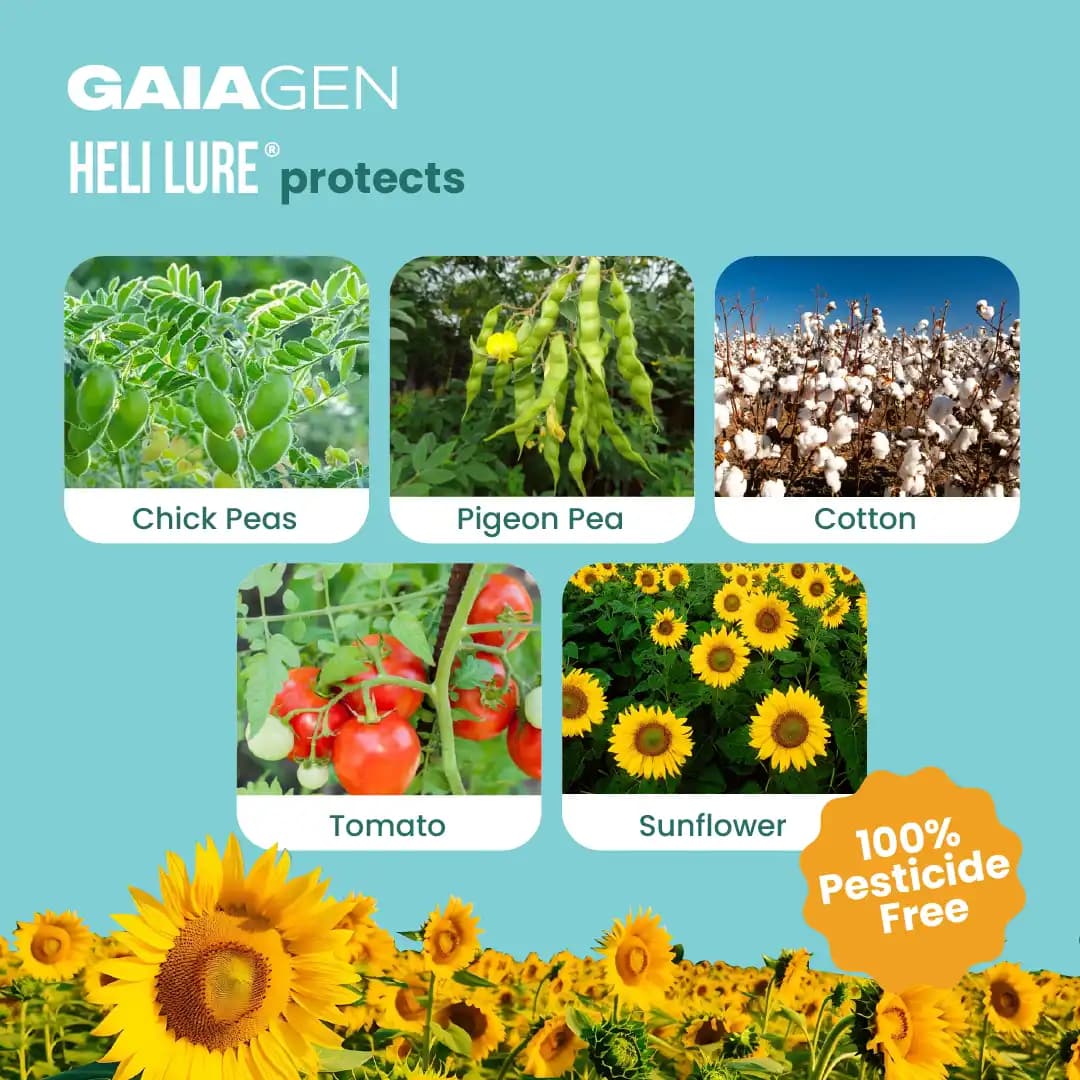 गाइएजेन फेरोमोन ल्योर अमेरिकन कपास सुंडी (हेलिकोवर्पा आर्मिजेरा) और कीट फनल जाल, आईएमओ प्रमाणित - Image 3