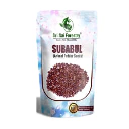 Sri Sai Forestry Subabul Seeds (Leucaena Leucocephala), Safed Babool, Ideal For Fodder Green Manure Plantation And Live Fencing 3