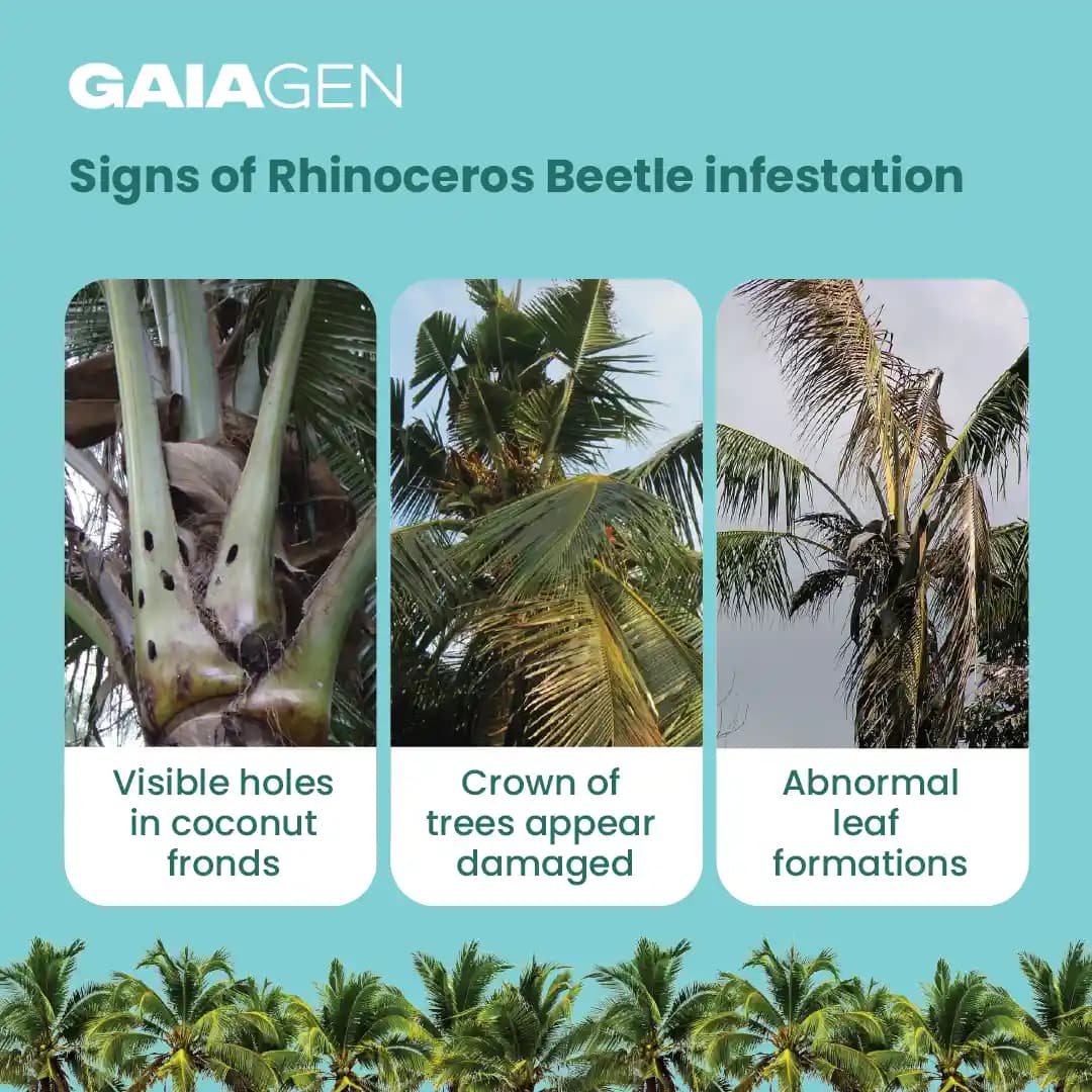 Gaiagen RB Lure Combo , Pheromone Lure For Rhinoceros Beetle Outdoor Plants (Oryctes Rhinoceros) and Insect Bucket Trap, IMO Certified. - Image 3