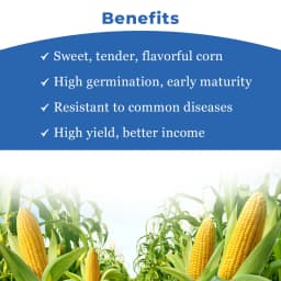 Advanta F1 Hybrid Golden Honey Sweet Corn Seed, Sugary-Enhanced Hybrid With Tender, Flavorful And Sweet Kernels 4