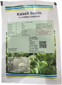 Kalash Champ Cabbage Hybrid Seeds, Specially Recommended For Sowing In Summer And Rainy Season 1
