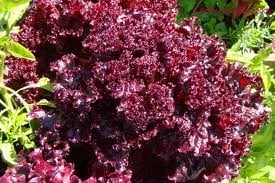 Urja Lettuce Lolla Rossa Imported Seeds, Vibrant Red with Frills, Best In Germination
