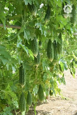 VNR F1 Hybrid Sunny Bitter Ground Seeds, High Yield, Attractive Fruits & Early Harvest 3