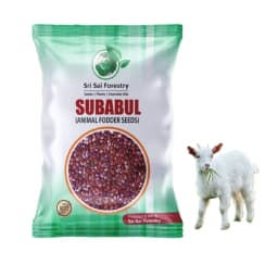 Sri Sai Forestry Subabul Seeds (Leucaena Leucocephala), Safed Babool, Ideal For Fodder Green Manure Plantation And Live Fencing 2