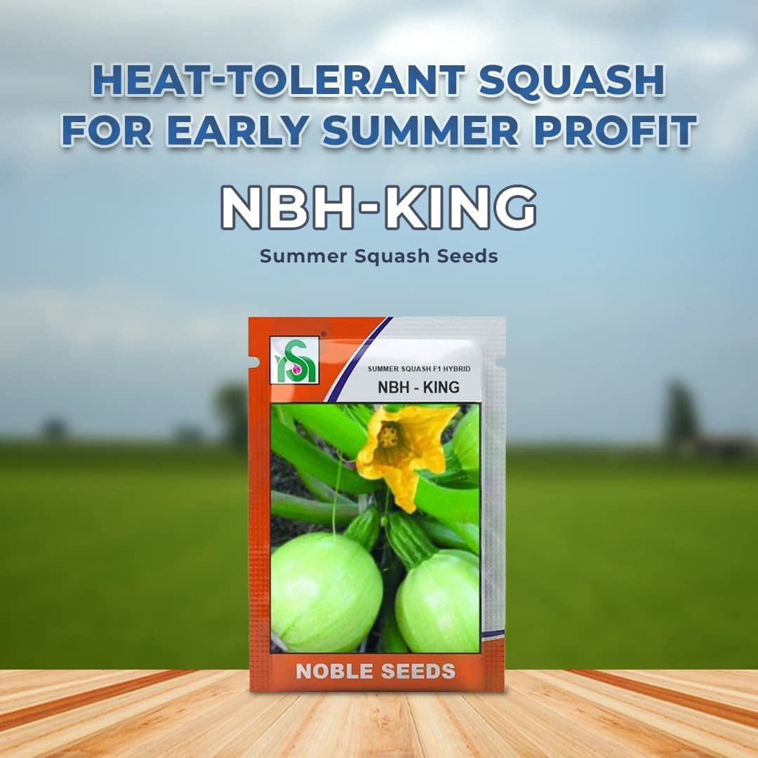 Noble NBH-King F1 Hybrid Summer Squash Seeds, High-Yield, Early Maturing, Light Green - Image 2