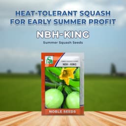 Noble NBH-King F1 Hybrid Summer Squash Seeds, High-Yield, Early Maturing, Light Green 2
