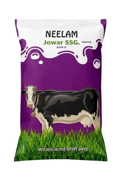 Neelam Jowar Sudan Grass Seeds Sorghum White GAFS-12, Multicut Fodder Seeds - Image 1